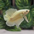 Solid Super Gold 24k Doubletail Plakat Bettafish Male