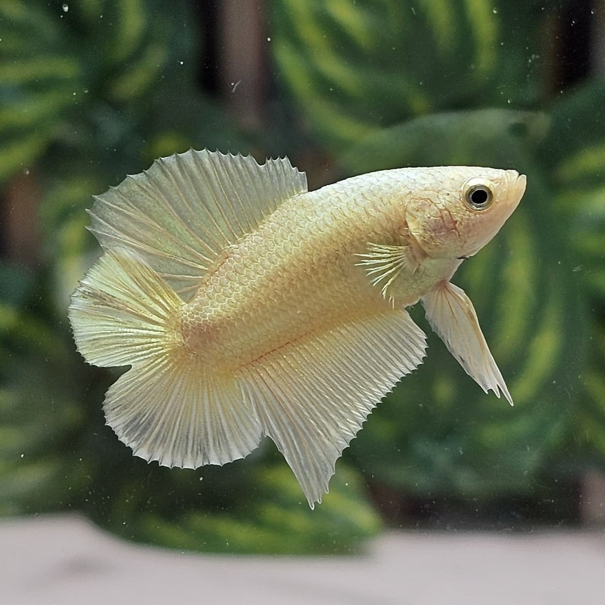 Solid Super Gold 24k Doubletail Plakat Bettafish Male