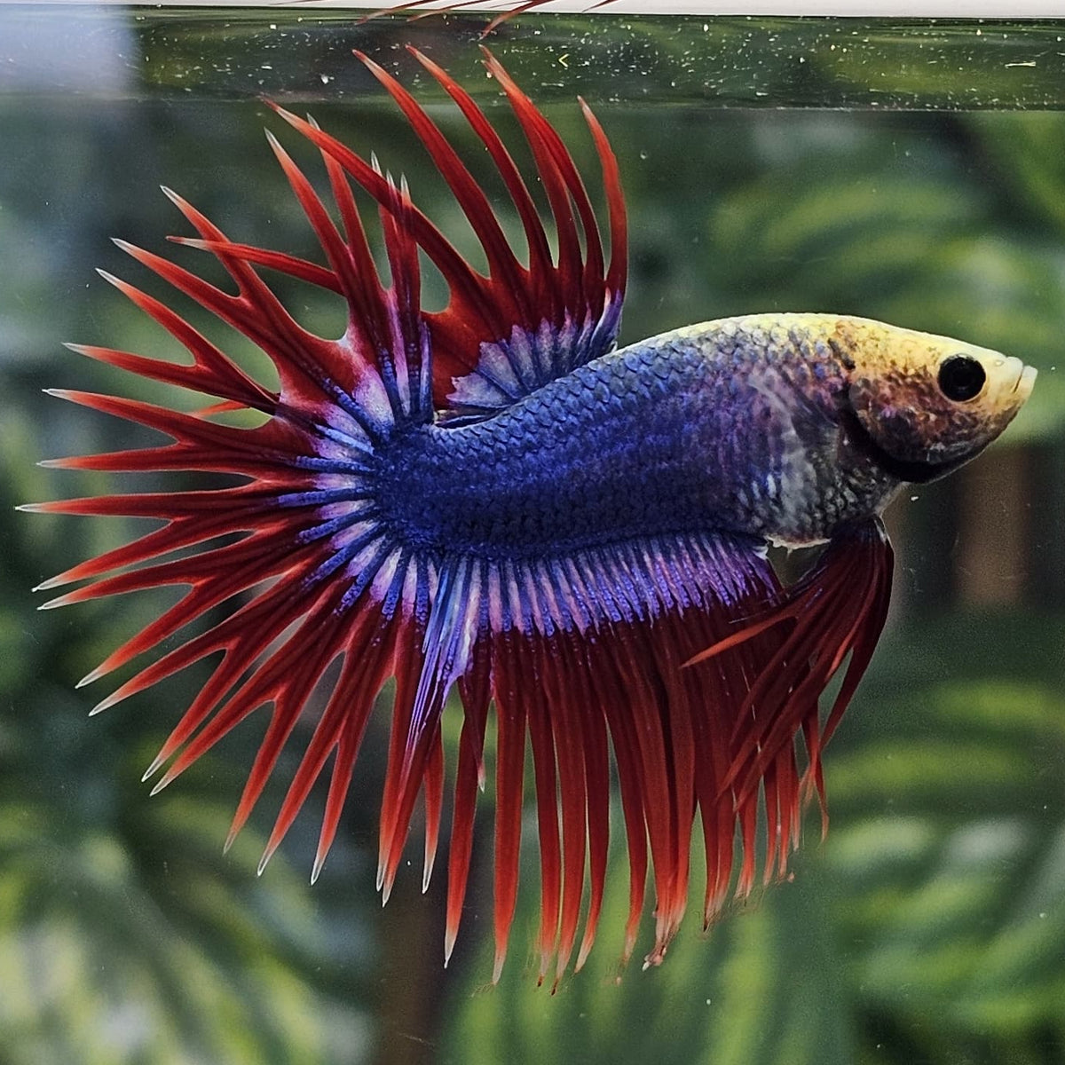 Red Mascot Butterfly Crowntail Male