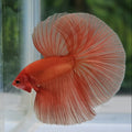 Solid Orange Halfmoon Male