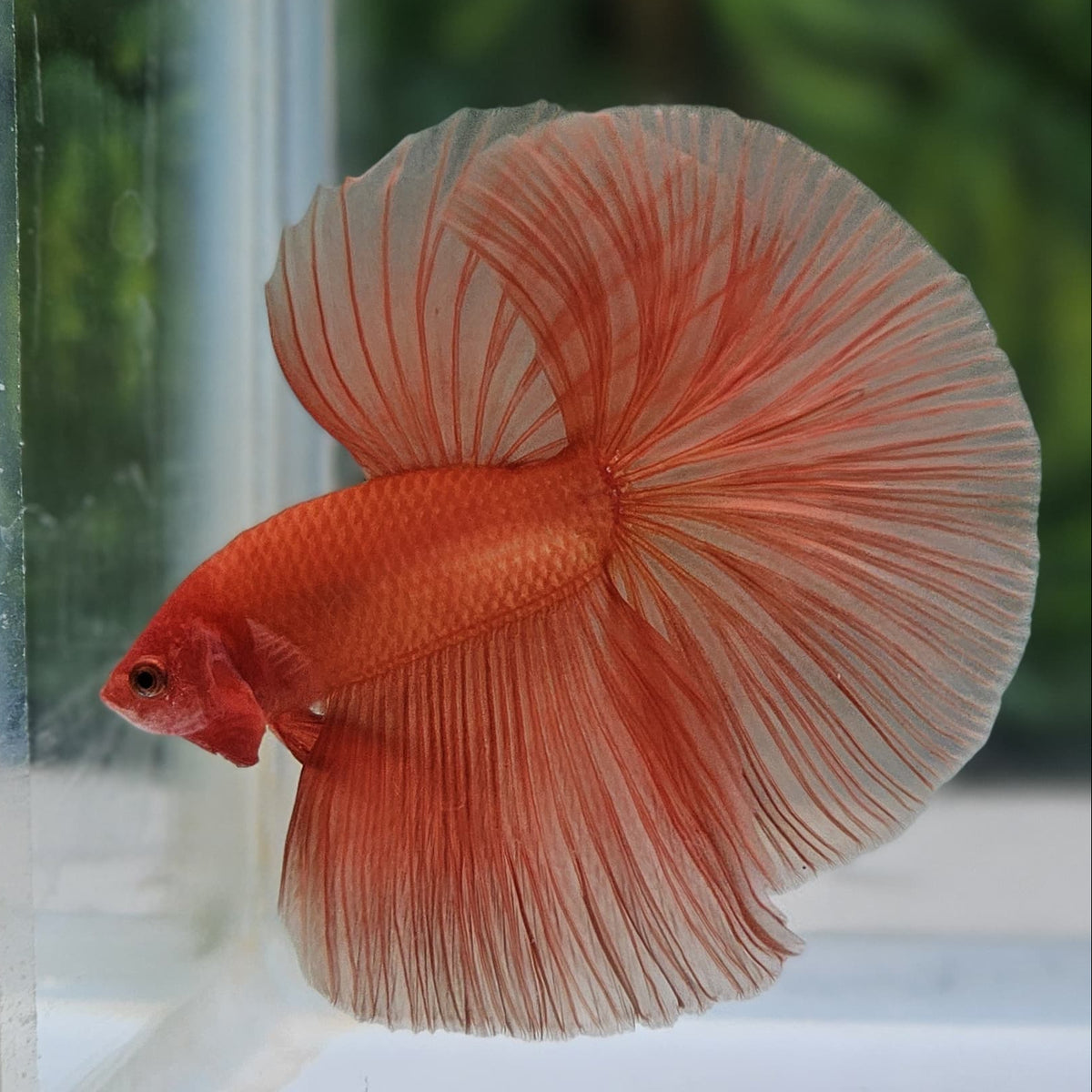 Solid Orange Halfmoon Male
