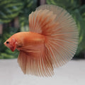 Solid Orange Halfmoon Male