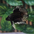 Unique Colour B&W Batman Doubletail Plakat