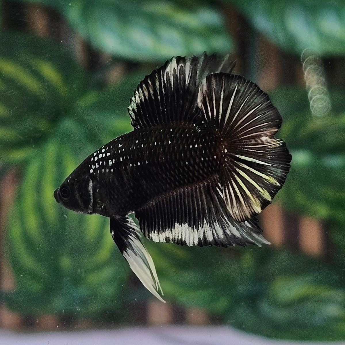 Unique Colour B&W Batman Doubletail Plakat