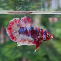 Barongsai Plakat Bettafish