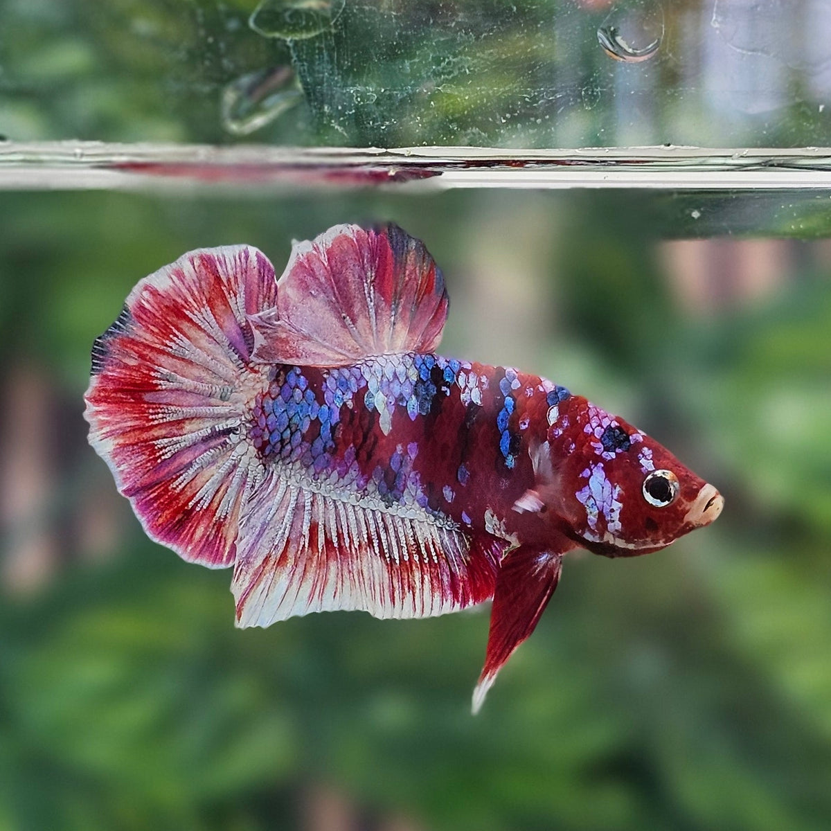 Barongsai Plakat Bettafish