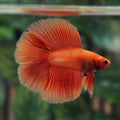 Solid Orange Doubletail Halfmoon Bettafish