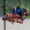 Multicolour Plakat Bettafish