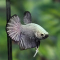 RARE! Full Covered Iridiscent Halfmoon Plakat (HMPK) Bettafish Male
