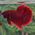 Super Red Halfmoon Plakat Bigtail (HMPK) Bettafish Male