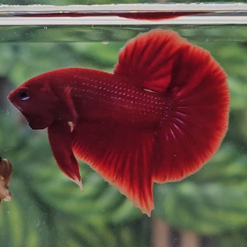 Super Red Halfmoon Plakat Bigtail (HMPK) Bettafish Male
