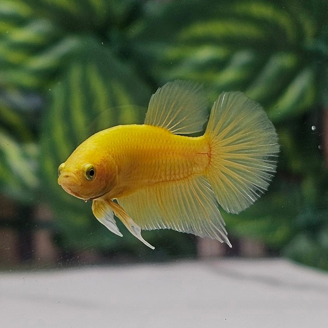 Solid Yellow Halfmoon Plakat (HMPK) Bettafish Male