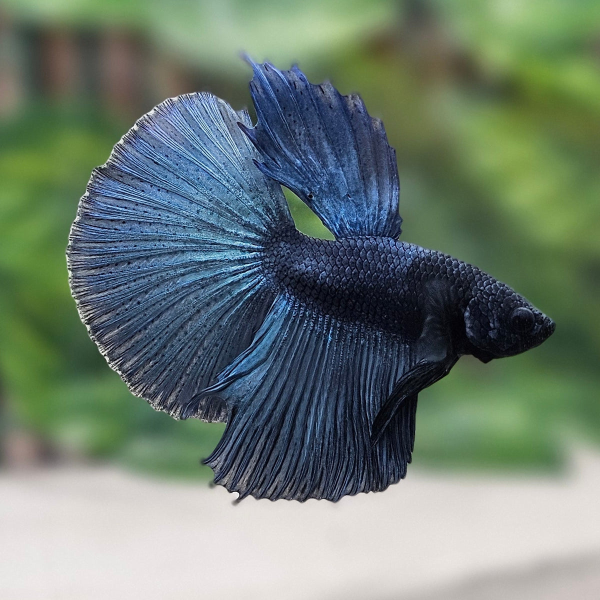 Solid Steel Blue Halfmoon Bettafish