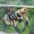 Yellow Koi Plakat Bettafish