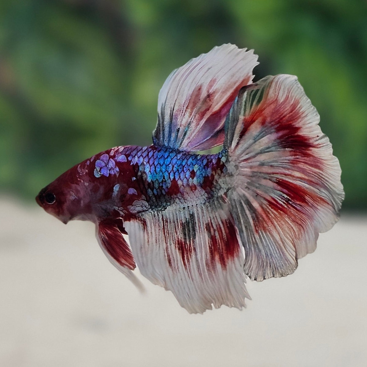 Barongsai Halfmoon Male Bettafish