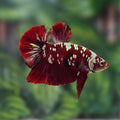 Red Koi Plakat Bettafish