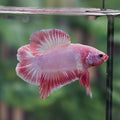 RARE! Rimless Pink Flamingo Doubletail Plakat Bettafish Male