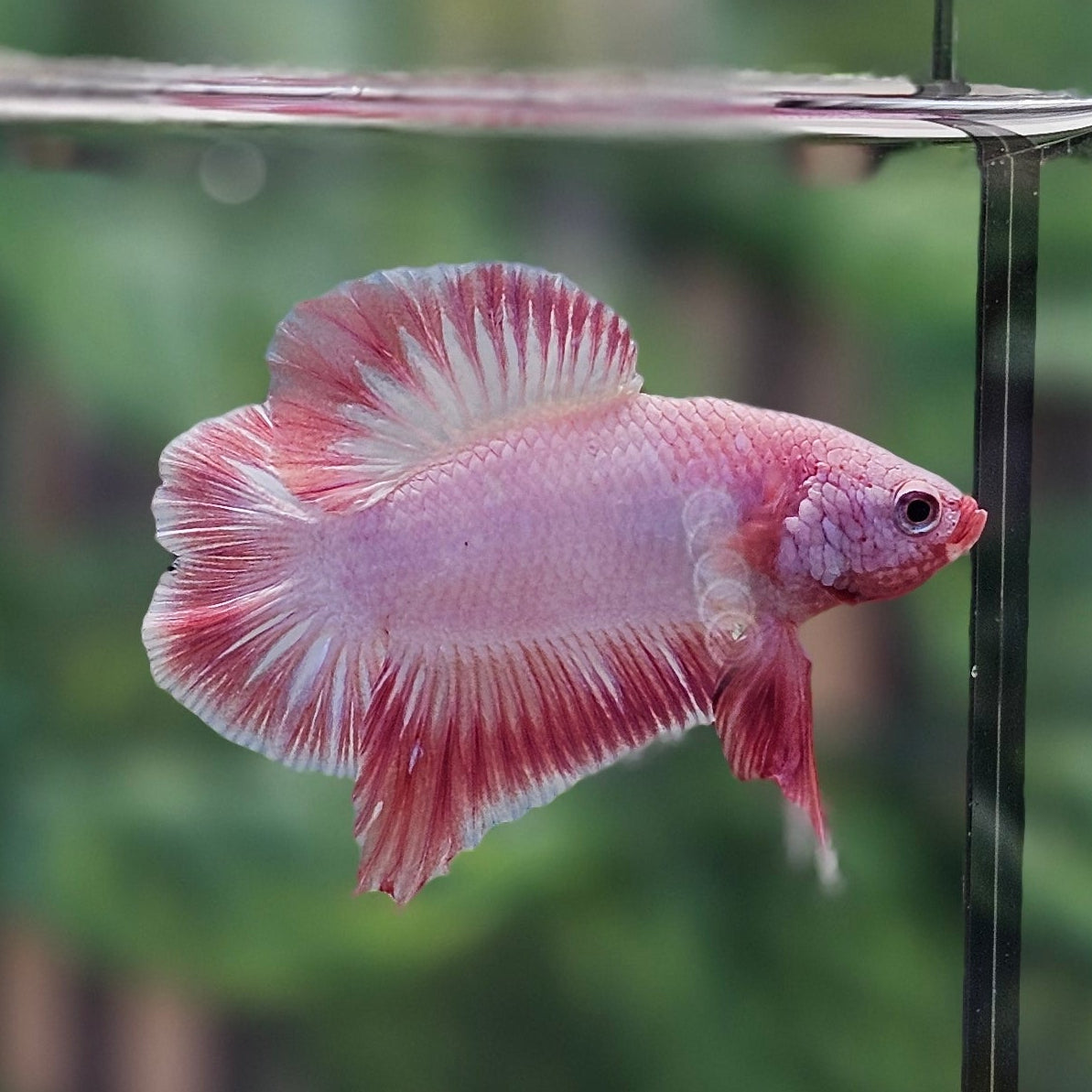 RARE! Rimless Pink Flamingo Doubletail Plakat Bettafish Male