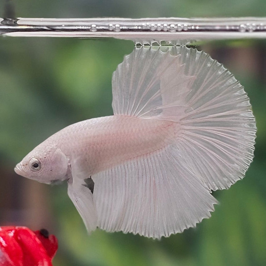 Solid White Platinum Halfmoon Male