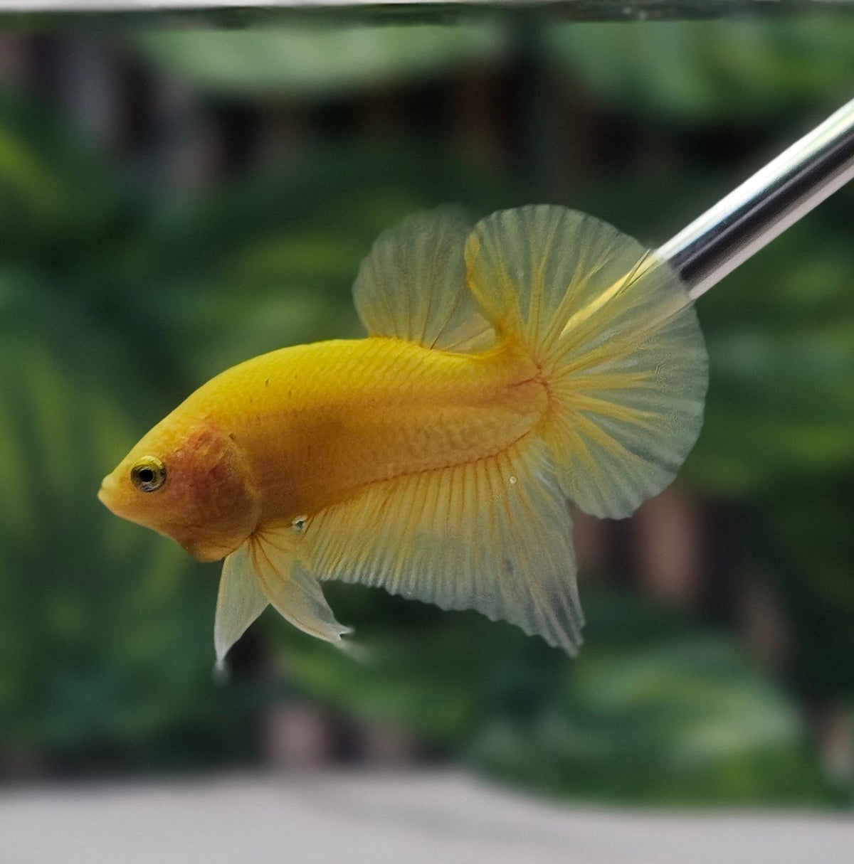 Solid Yellow Halfmoon Plakat (HMPK) Bettafish Male