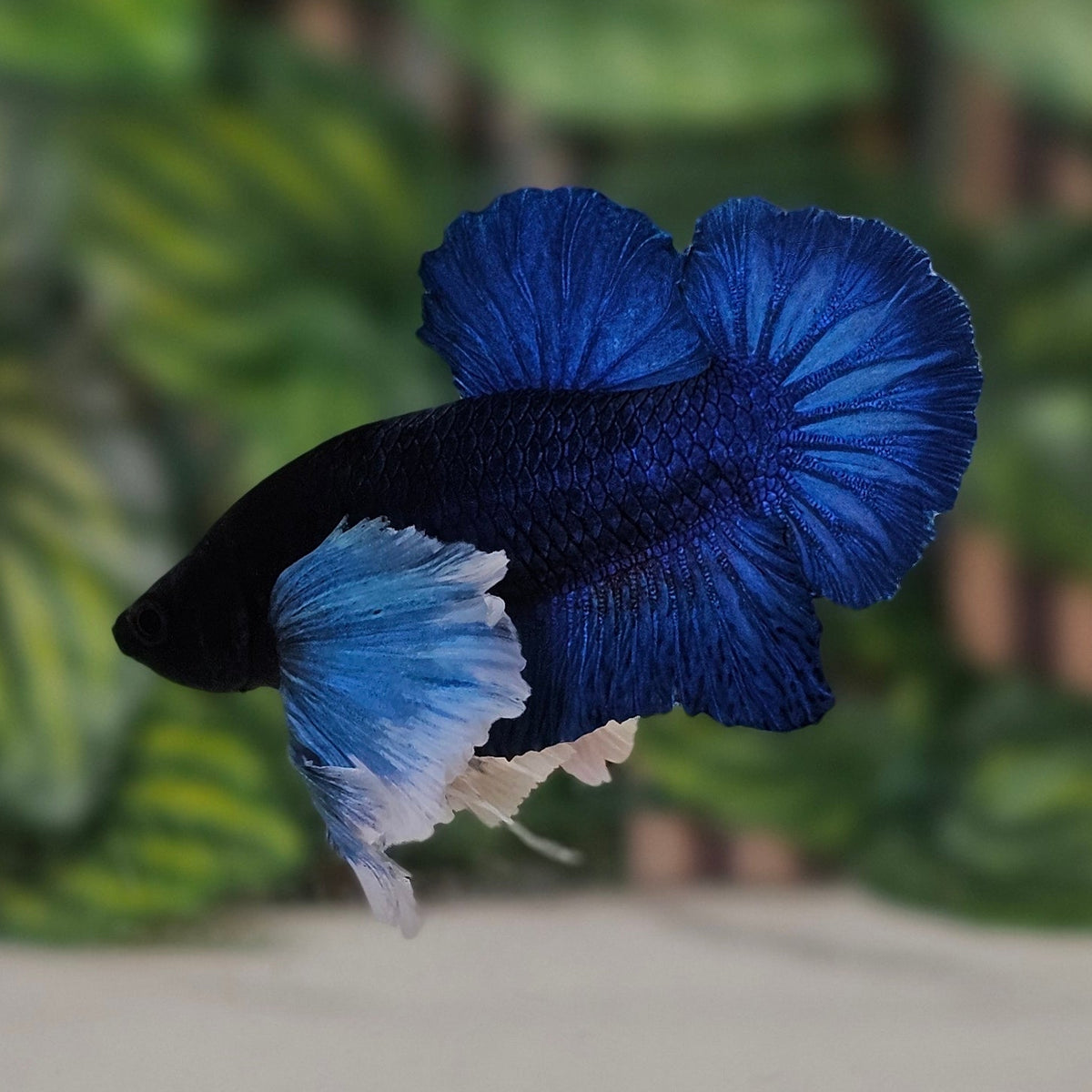 Blue Plakat Dumbo Ear