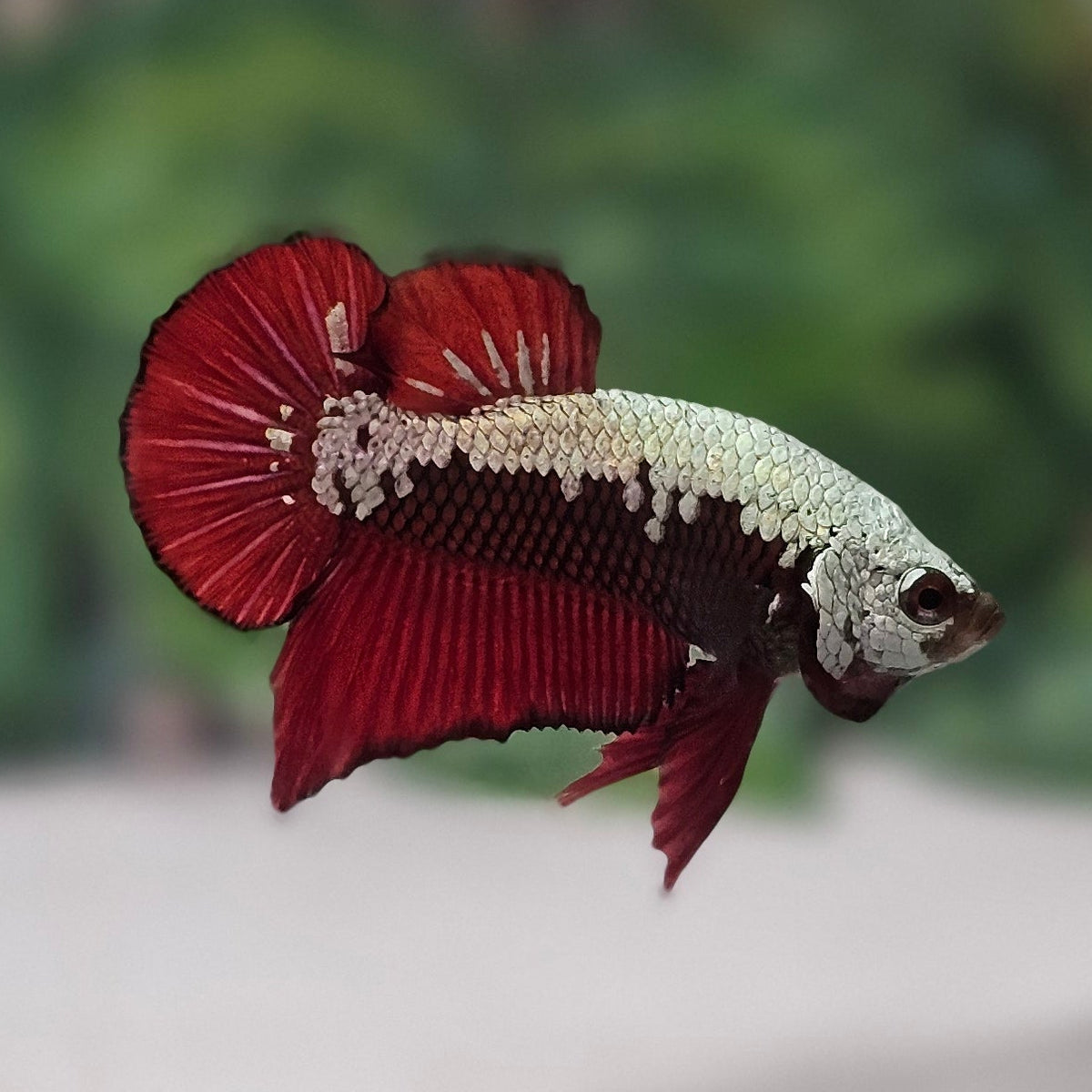 Red Samurai Plakat Bettafish